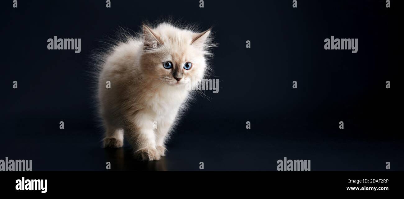 Funny Kitten with bright blue eyes on a black background. Small fluffy ...