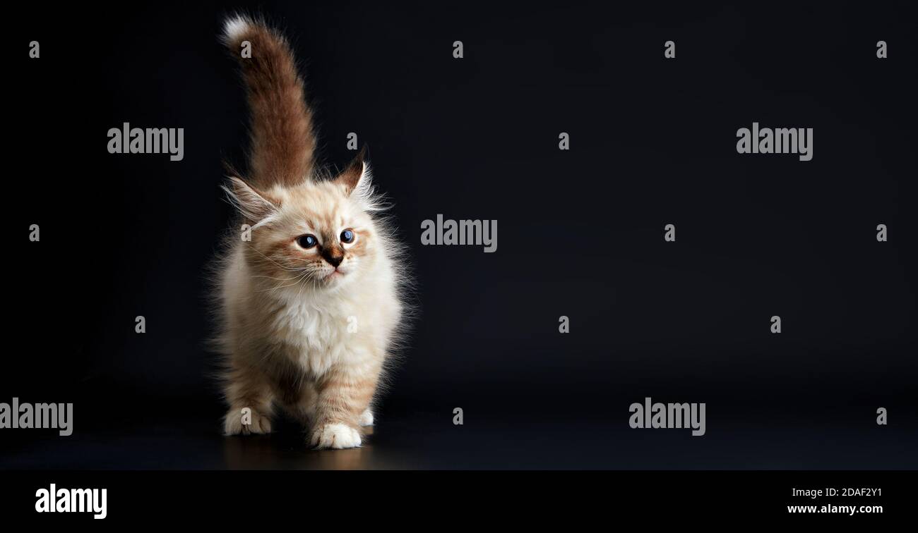 Funny Kitten with bright blue eyes on a black background. Small fluffy ...