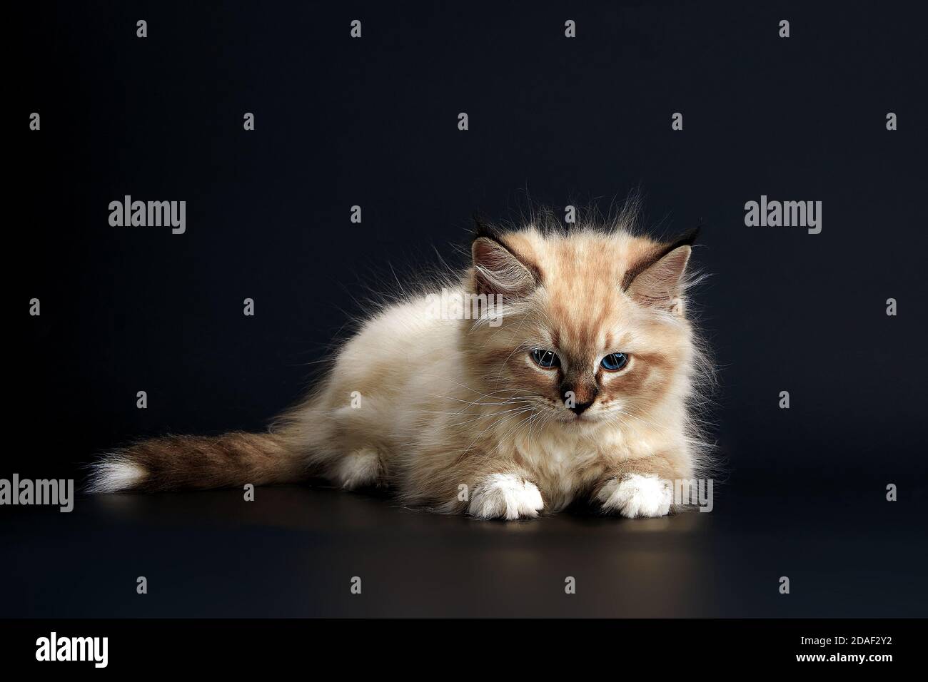Funny Kitten with bright blue eyes on a black background. Small fluffy ...