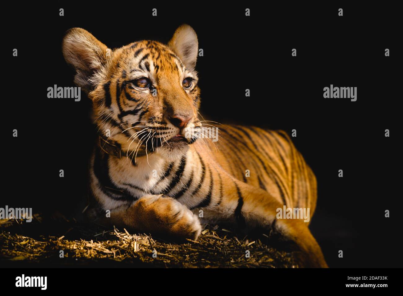 Bengal tiger in black background Stock Photo