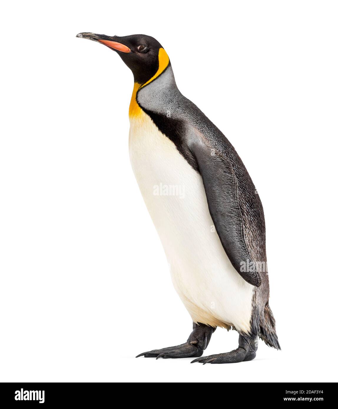 Side View Of A King Penguin Isolated On White Stock Photo Alamy