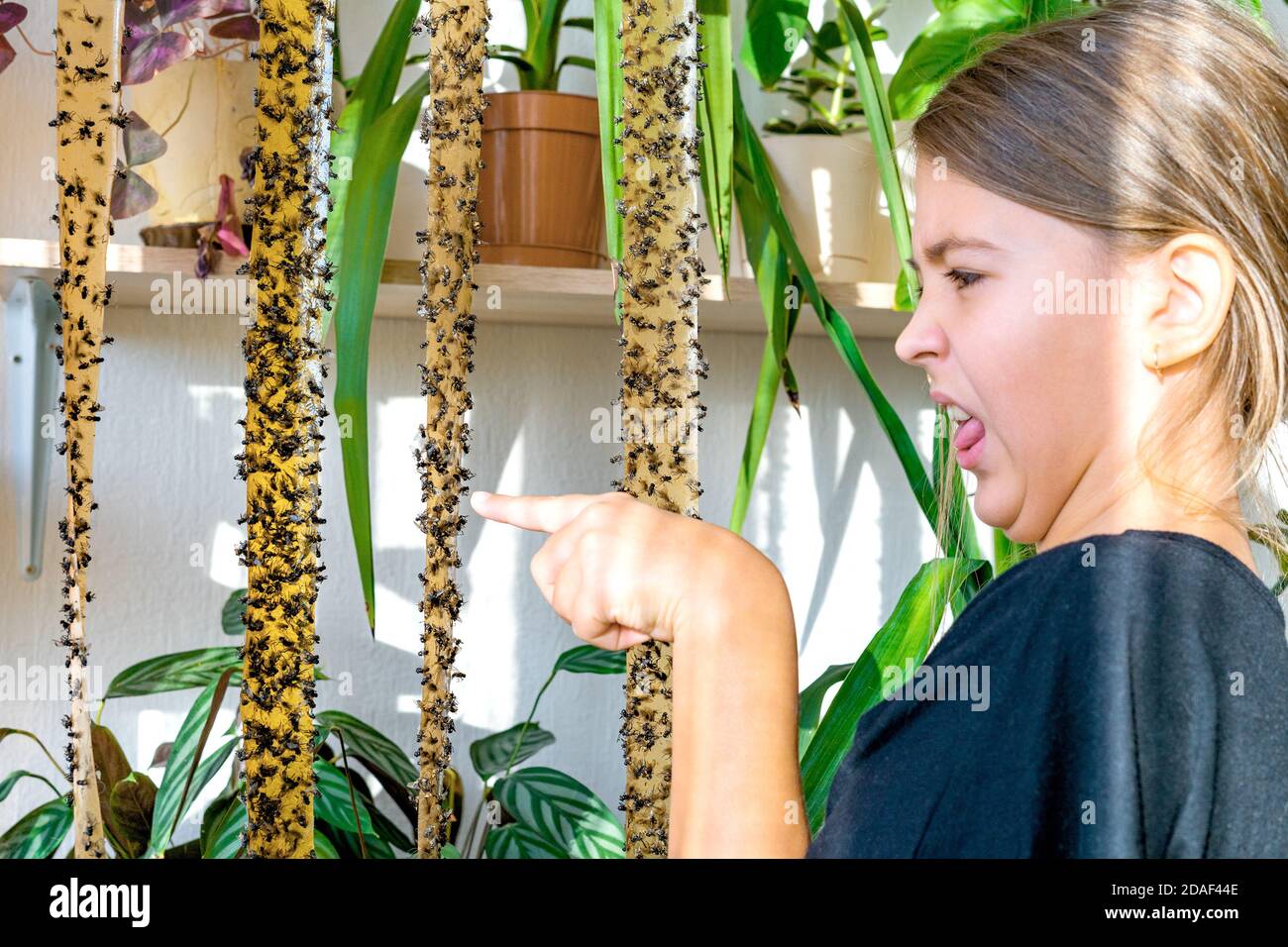 The caucasian girl points a disgusted finger at the flies stuck to the sticky tape. Dead Flies On Sticky Tapes. Flypaper, sticky tape. Trap for flies, insects. Flies stuckTrap for insects insects. Lot of flies stuck to the yellow sticky tapes. Selective focus. Focus on girls face. Stock Photo