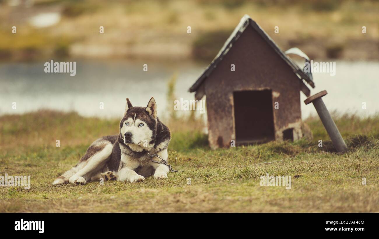 Siberian Husky Dog near dog house Stock Photo