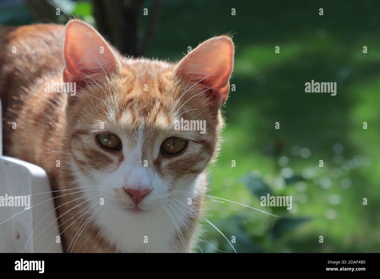 Orange tabby cat in nature Stock Photo - Alamy