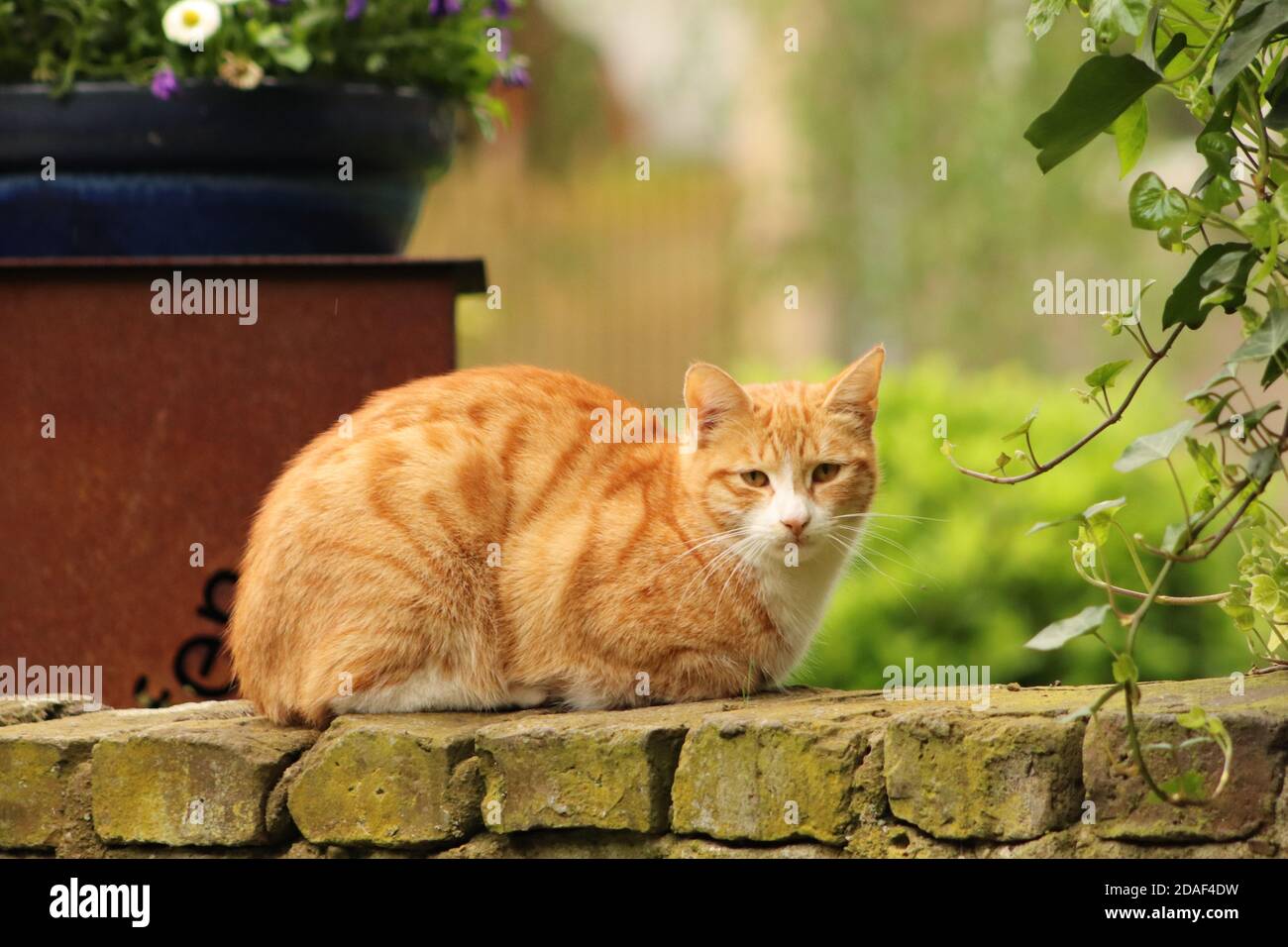 Orange tabby cat in nature Stock Photo - Alamy