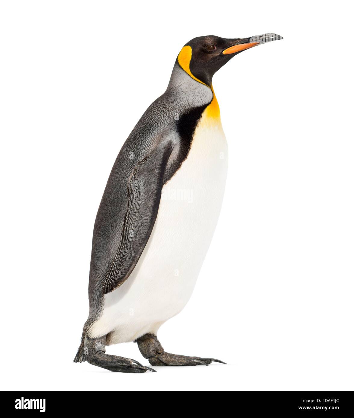 Side view of a King penguin walking, isolated on white Stock Photo - Alamy