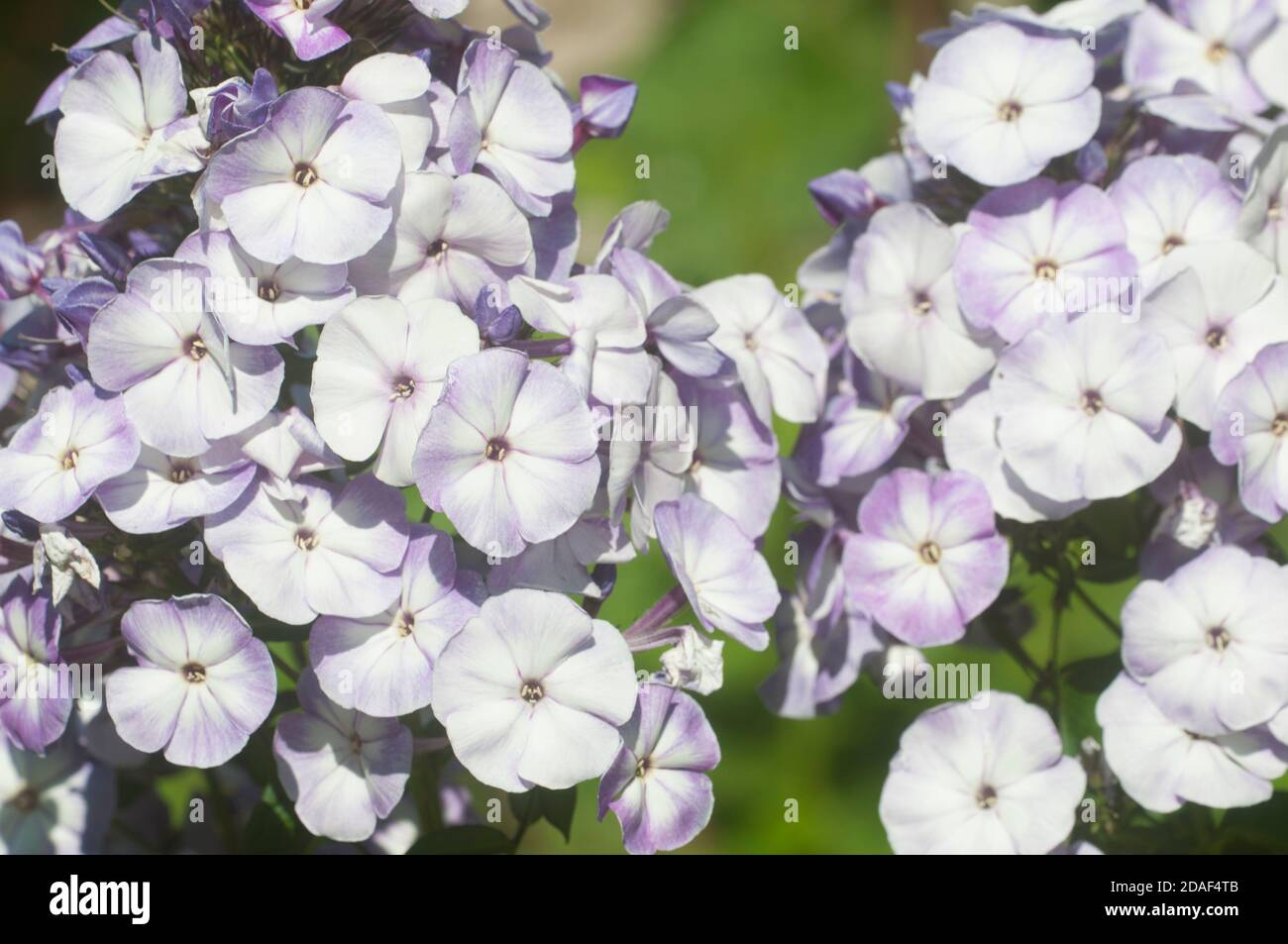 Garden phlox flowers close up shot in summer Stock Photo