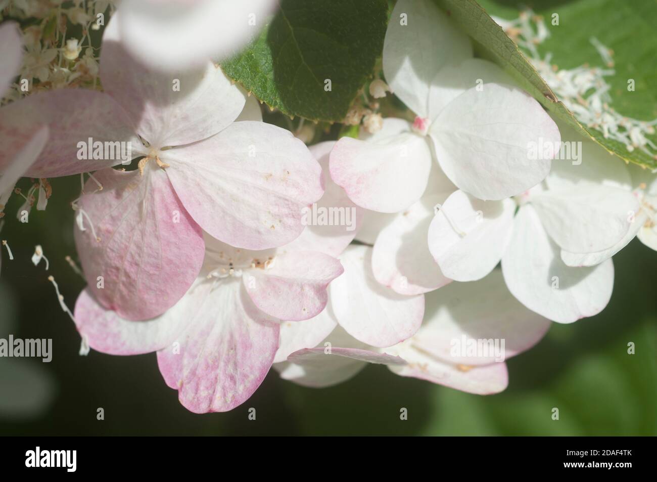 Bush blooming white hydrangea in the garden Stock Photo