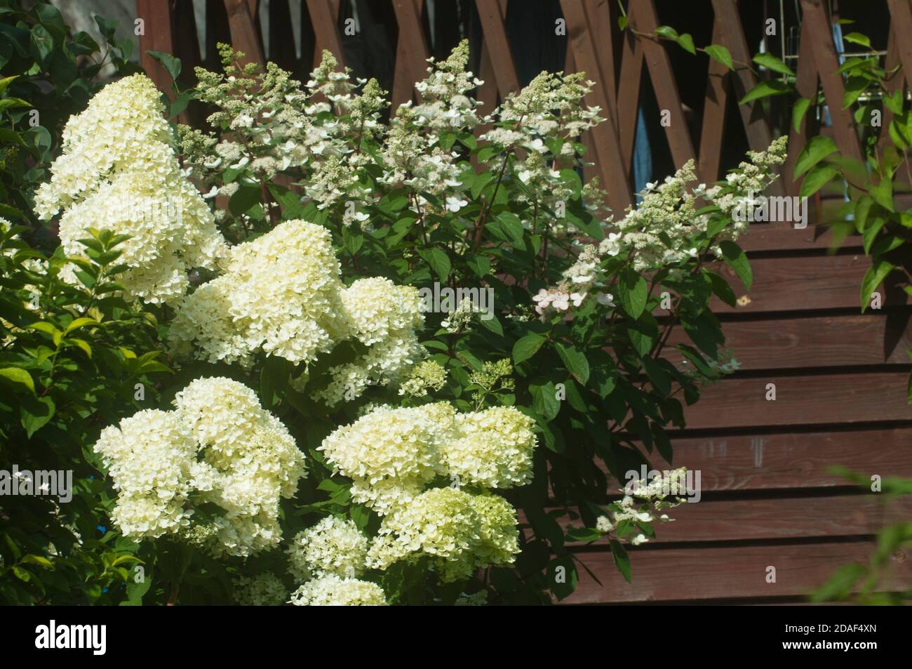 Bush blooming white hydrangea in the garden Stock Photo