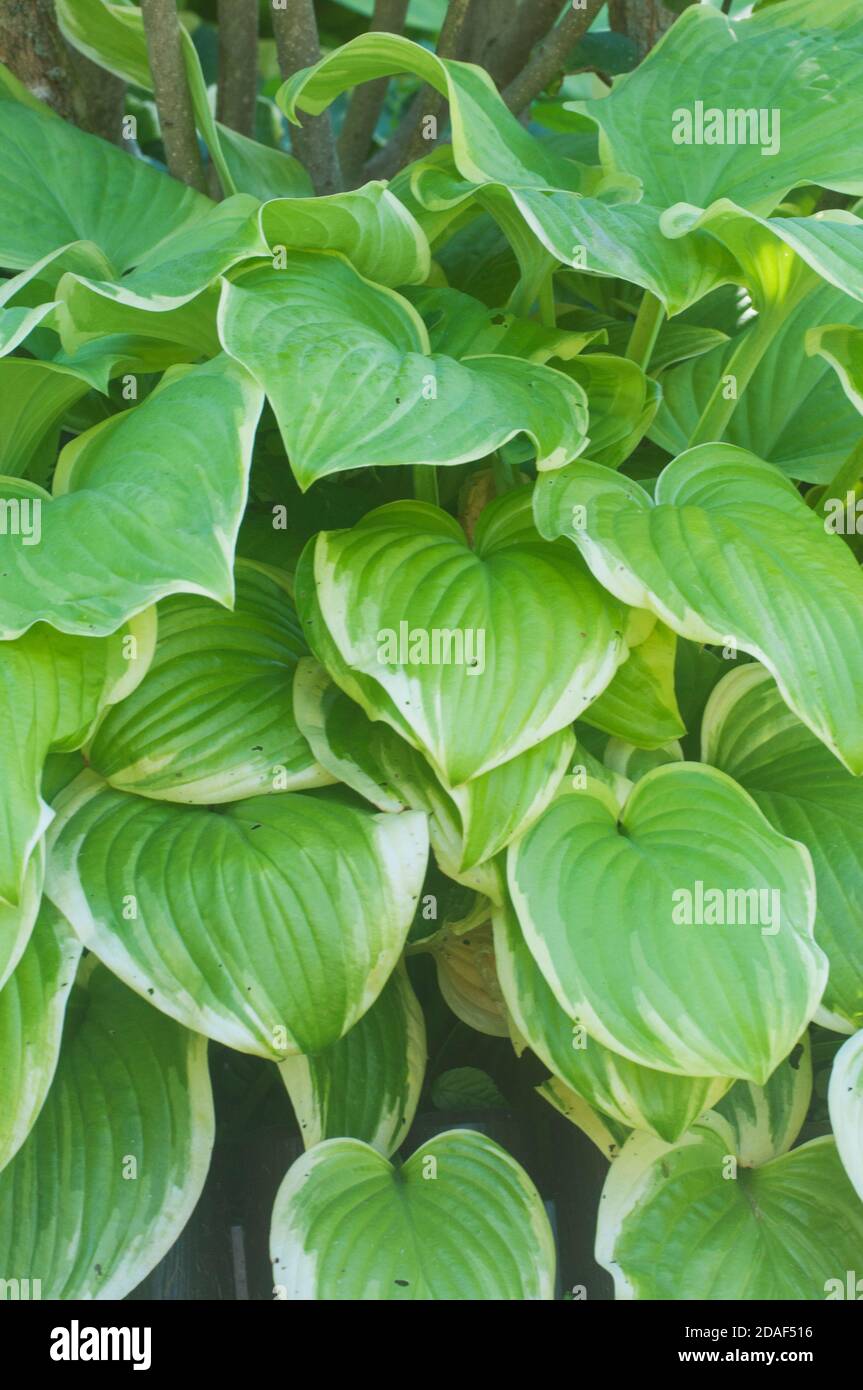 Hosta plant in a decorative formal garden Stock Photo