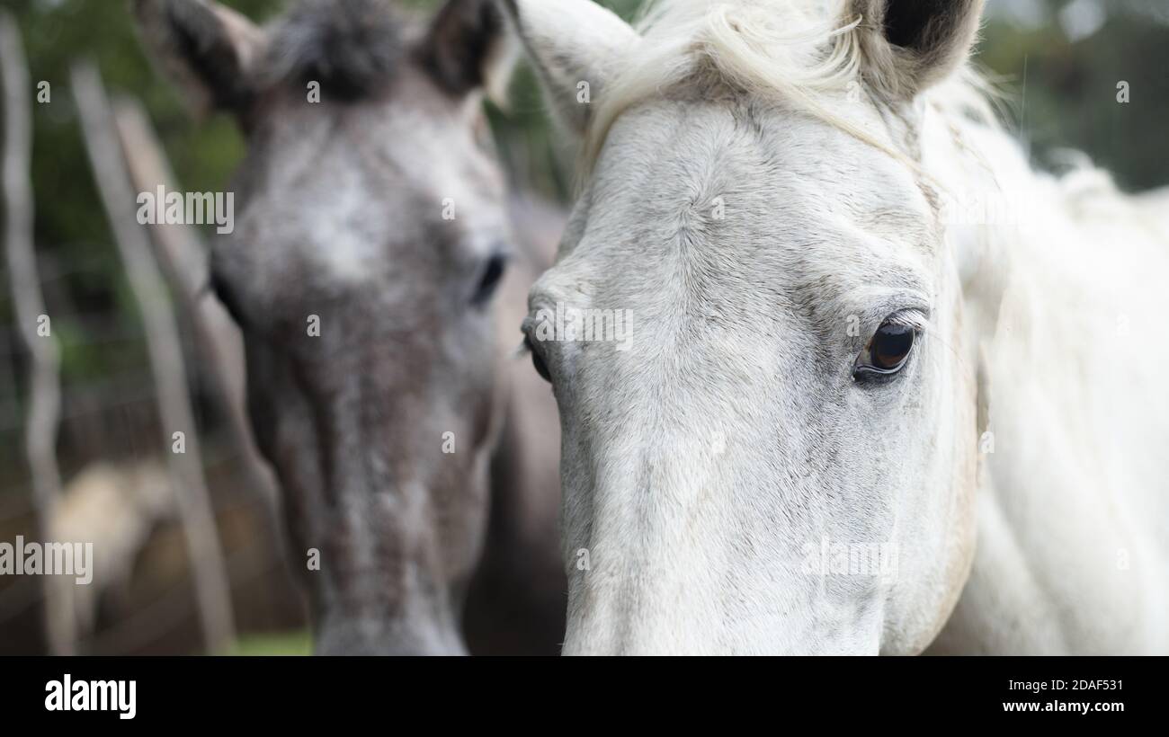 Heads of white horses hi-res stock photography and images - Alamy