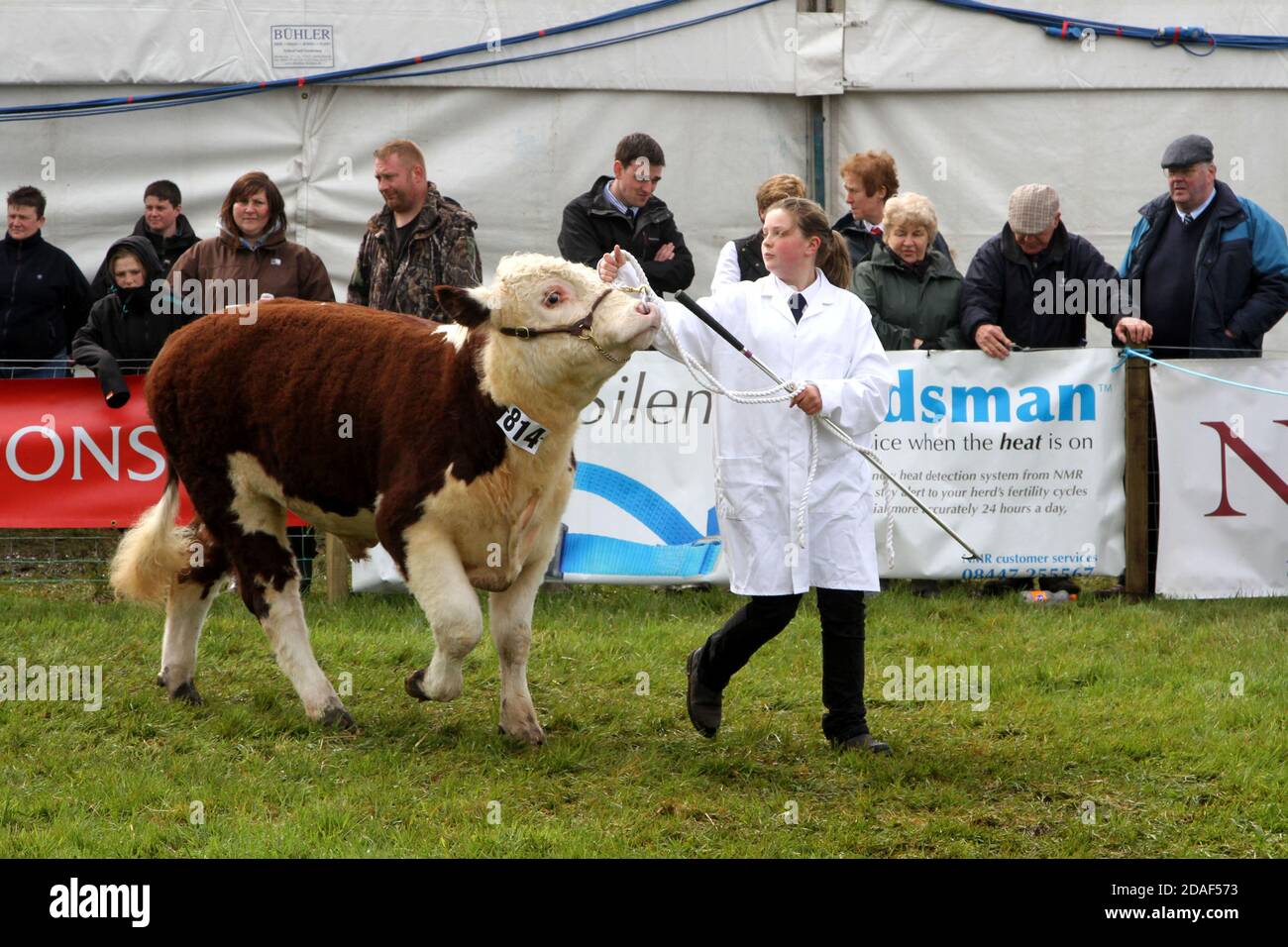 Ayr Agricultural Cattle Show, Ayrshire Scotland. The annual show
