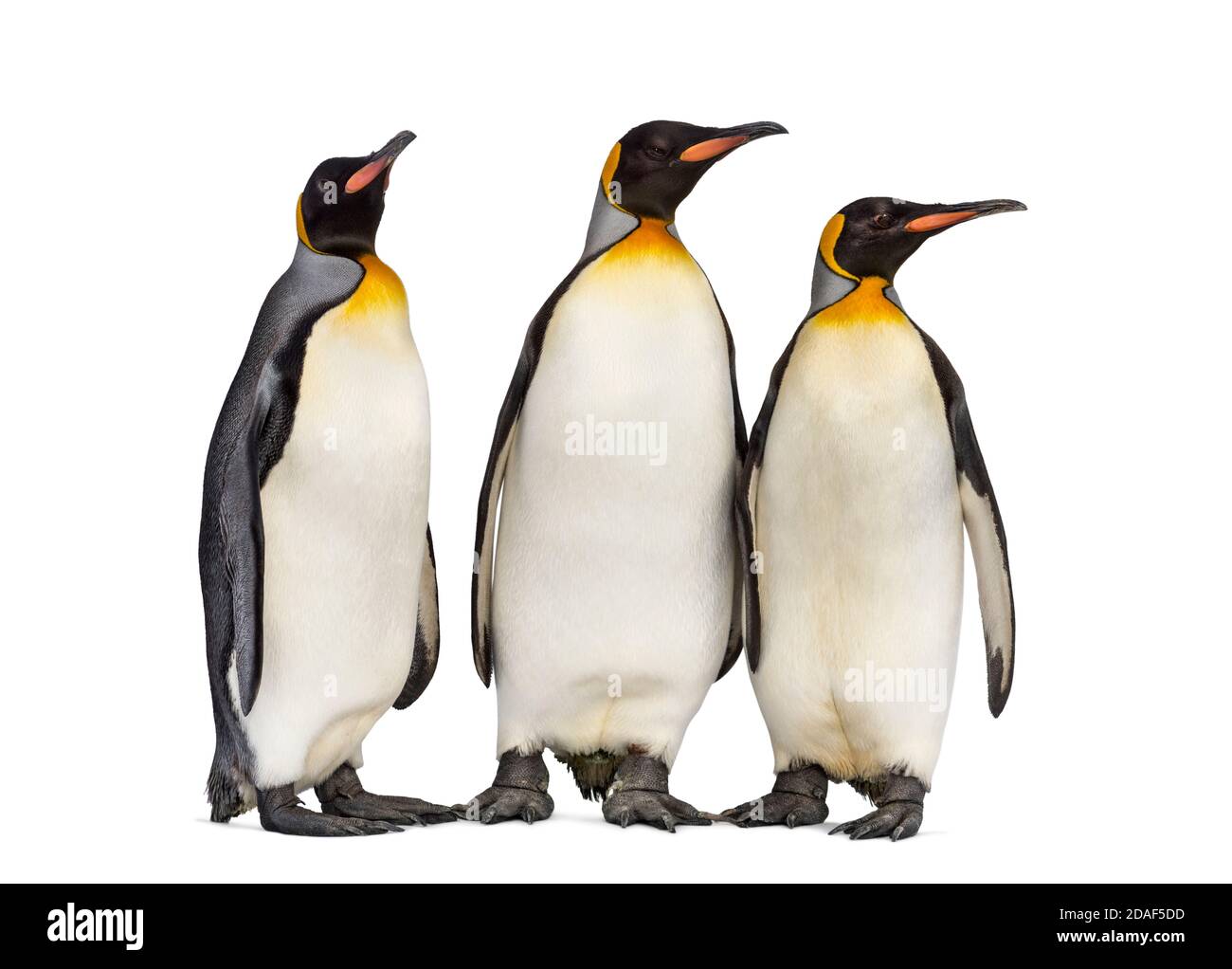 Group of King penguin standing together, isolated on white Stock Photo - Alamy Group of King penguin standing together, isolated on white Stock Photo - Alamy