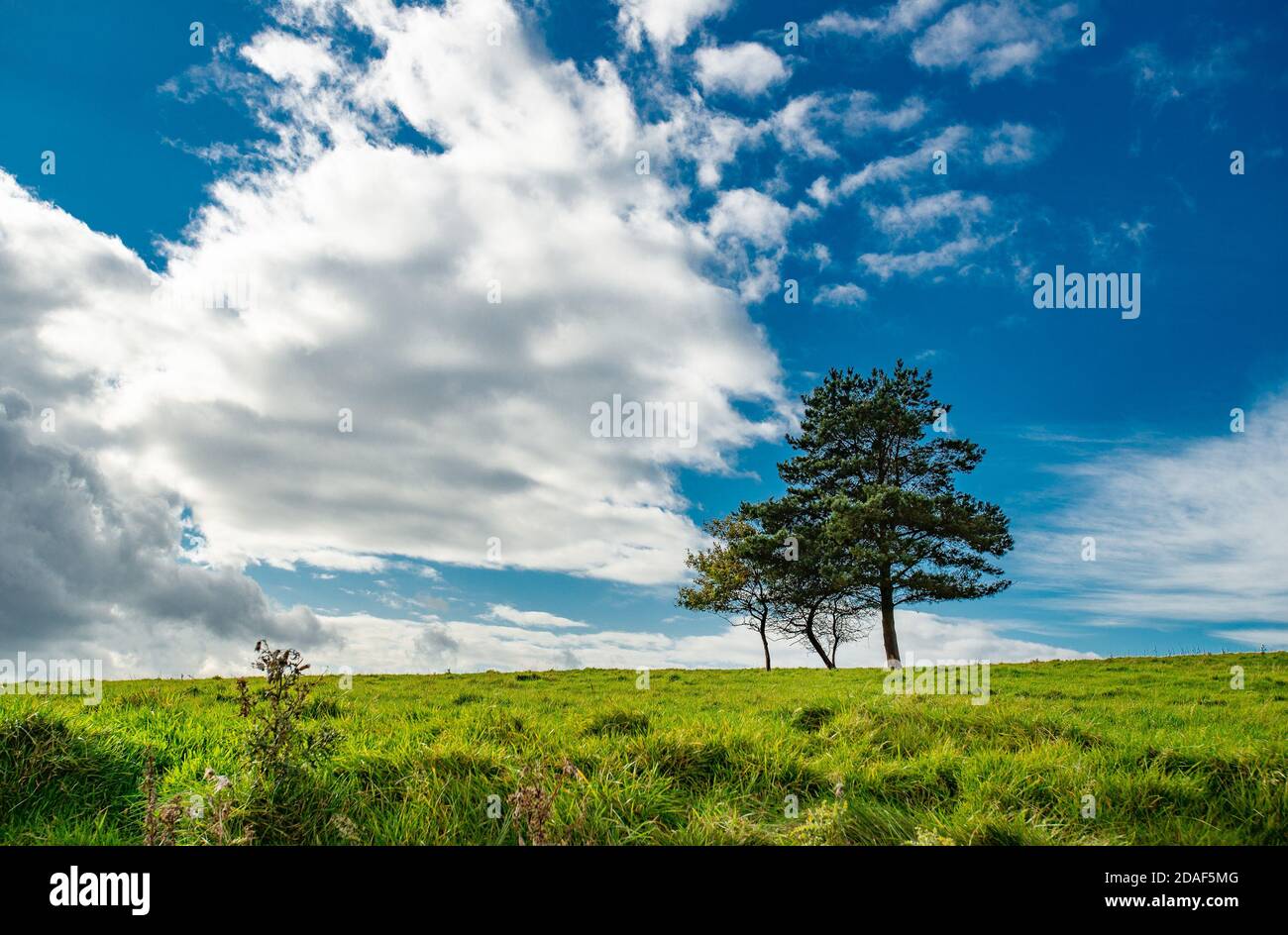 A view of trees and sky in autumn, Chipping, Preston, Lancashire, UK Stock Photo
