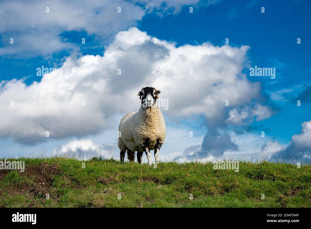 A Swaledale ewe, Chipping, Preston, Lancashire, UK Stock Photo