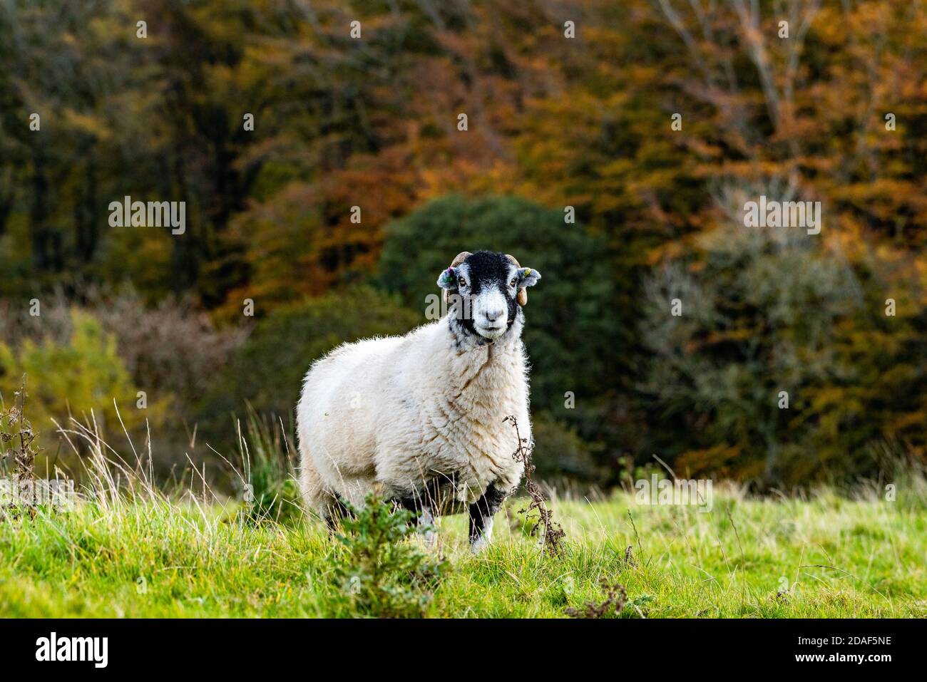 A Swaledale ewe, Chipping, Preston, Lancashire, UK Stock Photo