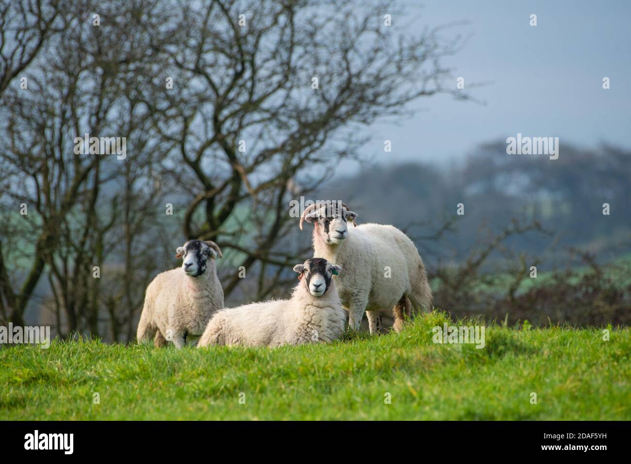 Swaledale ewes in a field, Chipping, Preston, Lancashire, UK Stock Photo