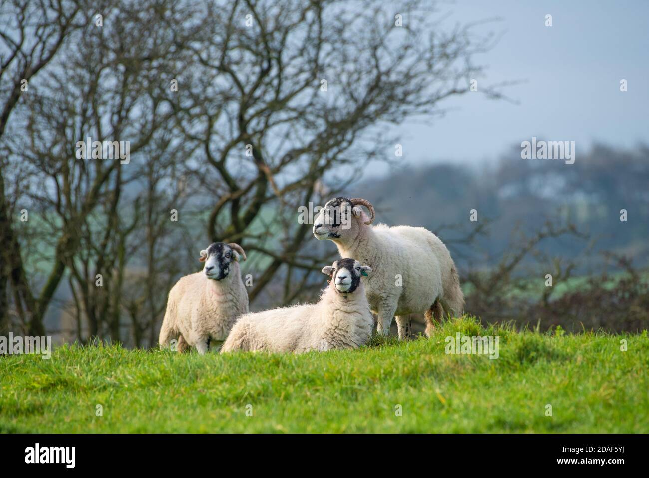 Swaledale ewes in a field, Chipping, Preston, Lancashire, UK Stock Photo