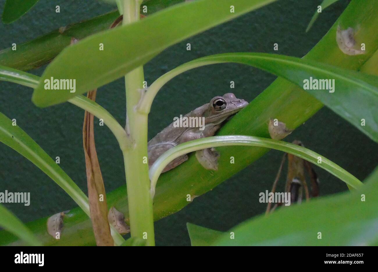 Antigua Tree Frog resting on green tree. Noisy caribbean frog Stock