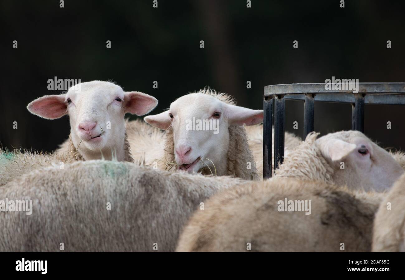 Young Friesland milking sheep feeding on hay near Preston, Lancashire. Stock Photo