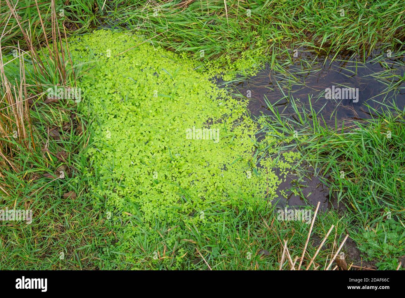 Pond water-starwort, Chipping, Preston, Lancashire. UK Stock Photo