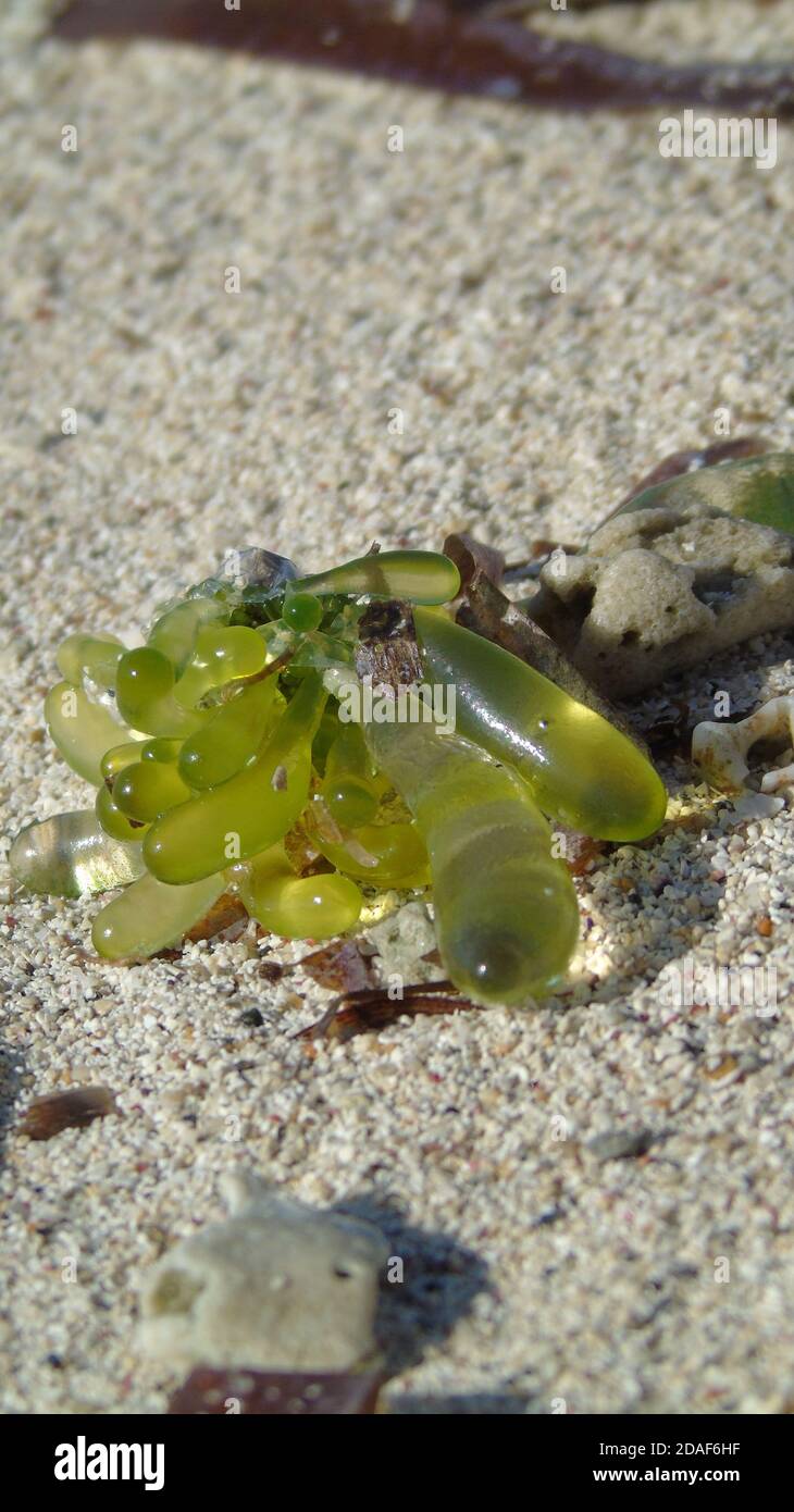 Jelly blobs hires stock photography and images Alamy