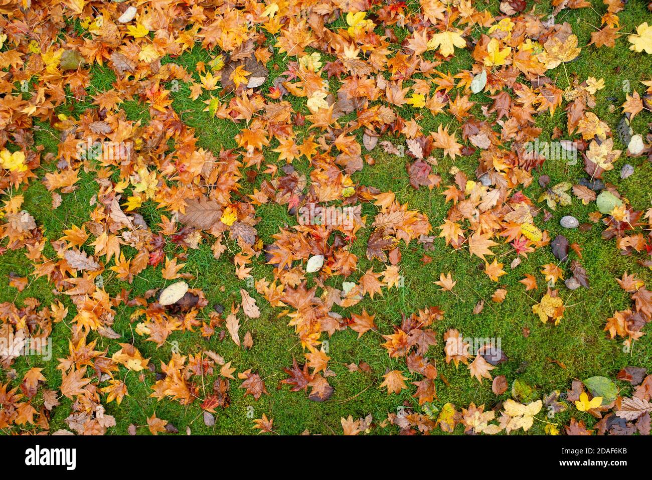Autumn leaves lying on the ground in a garden, Chipping, Preston, Lancashire, UK Stock Photo