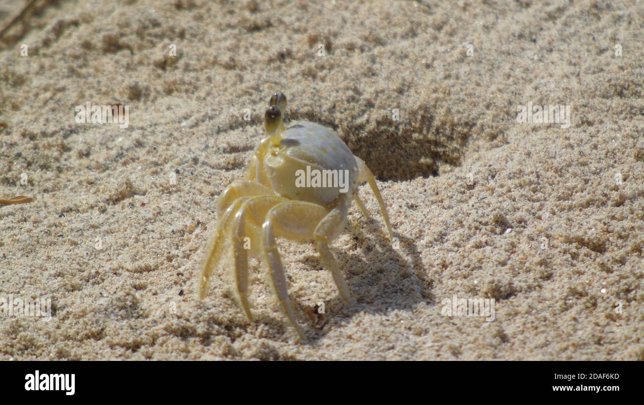 Sand crab burrowing in sand hi-res stock photography and images - Alamy