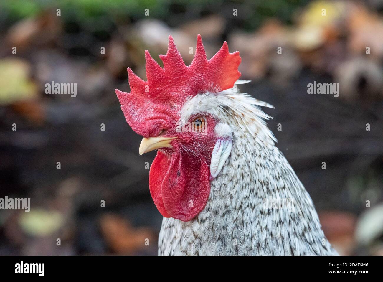 A Cream Legbar cockerel, Chipping, Preston, Lancashire, UK Stock Photo ...