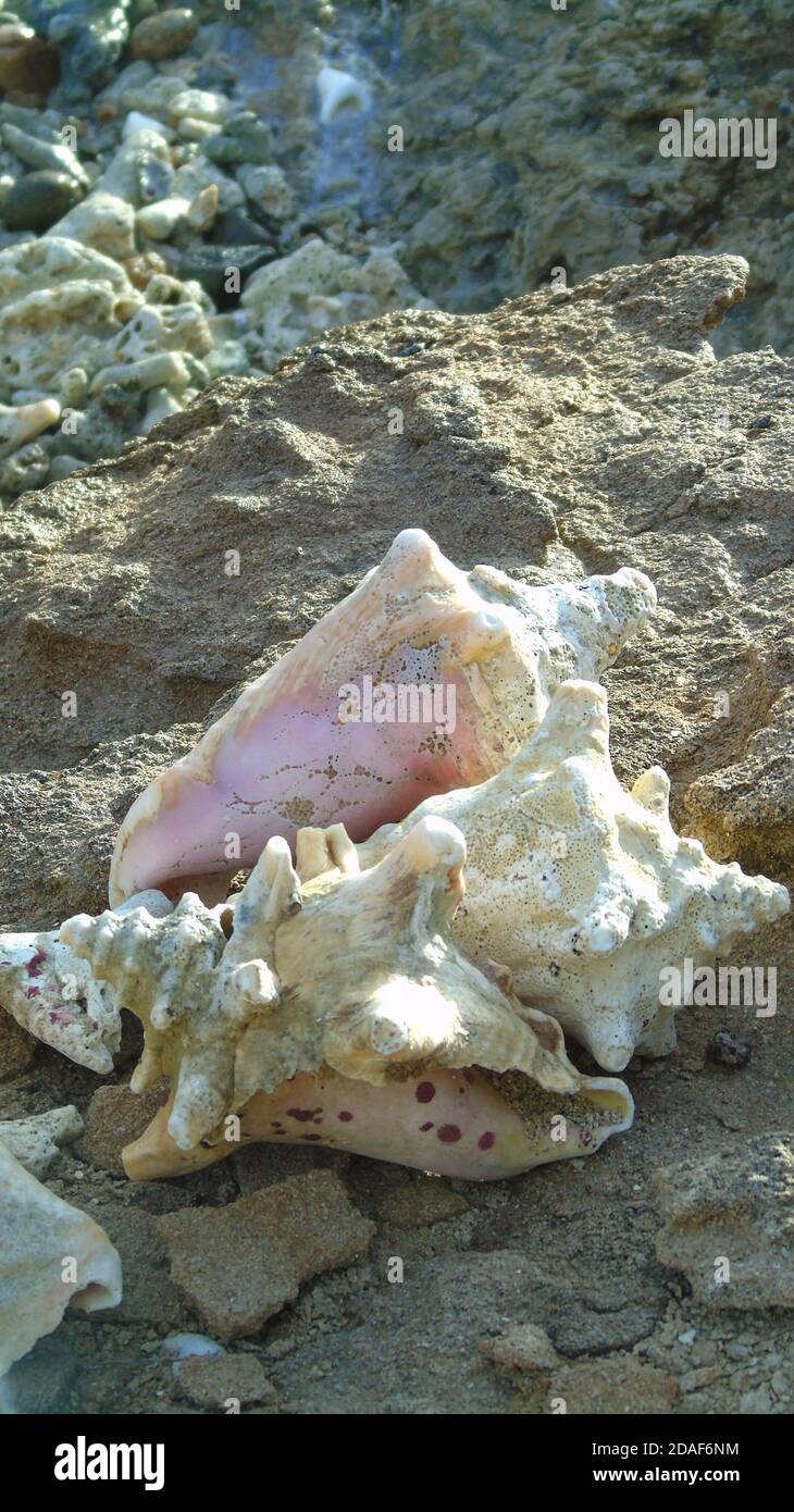 Pink and white conch shell on beach amongst shells and rocks. Antigua