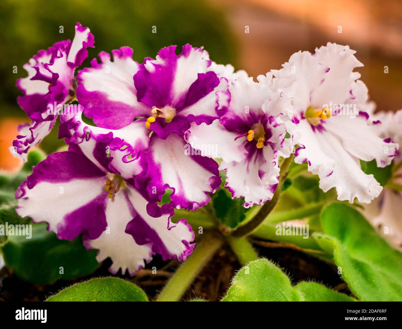 Flowering African violet (Saintpaulia) rare patterns on petals Stock