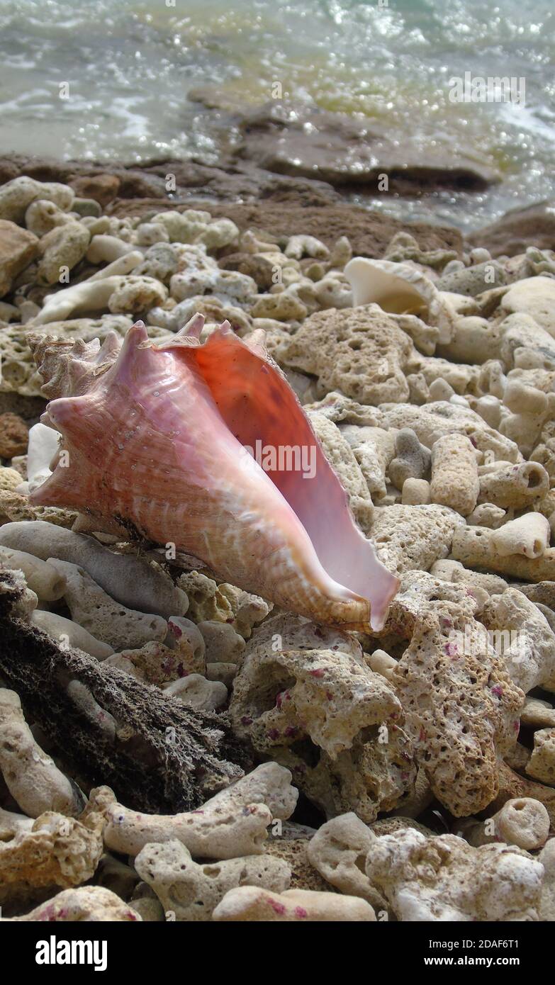 Pink and white conch shell on beach amongst shells and rocks. Antigua