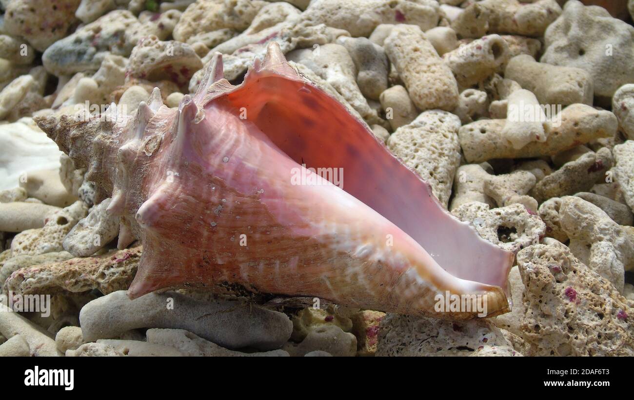 Pink and white conch shell on beach amongst shells and rocks. Antigua
