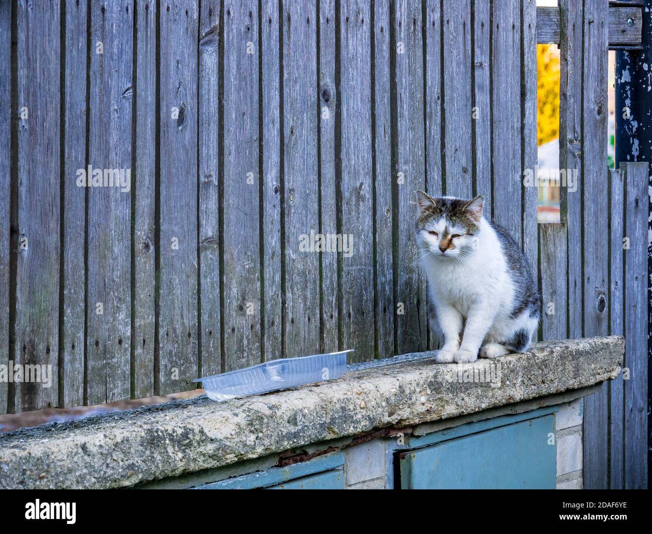 Whitegray cat sitting on ledge near plastic food bowl. Coloring on the