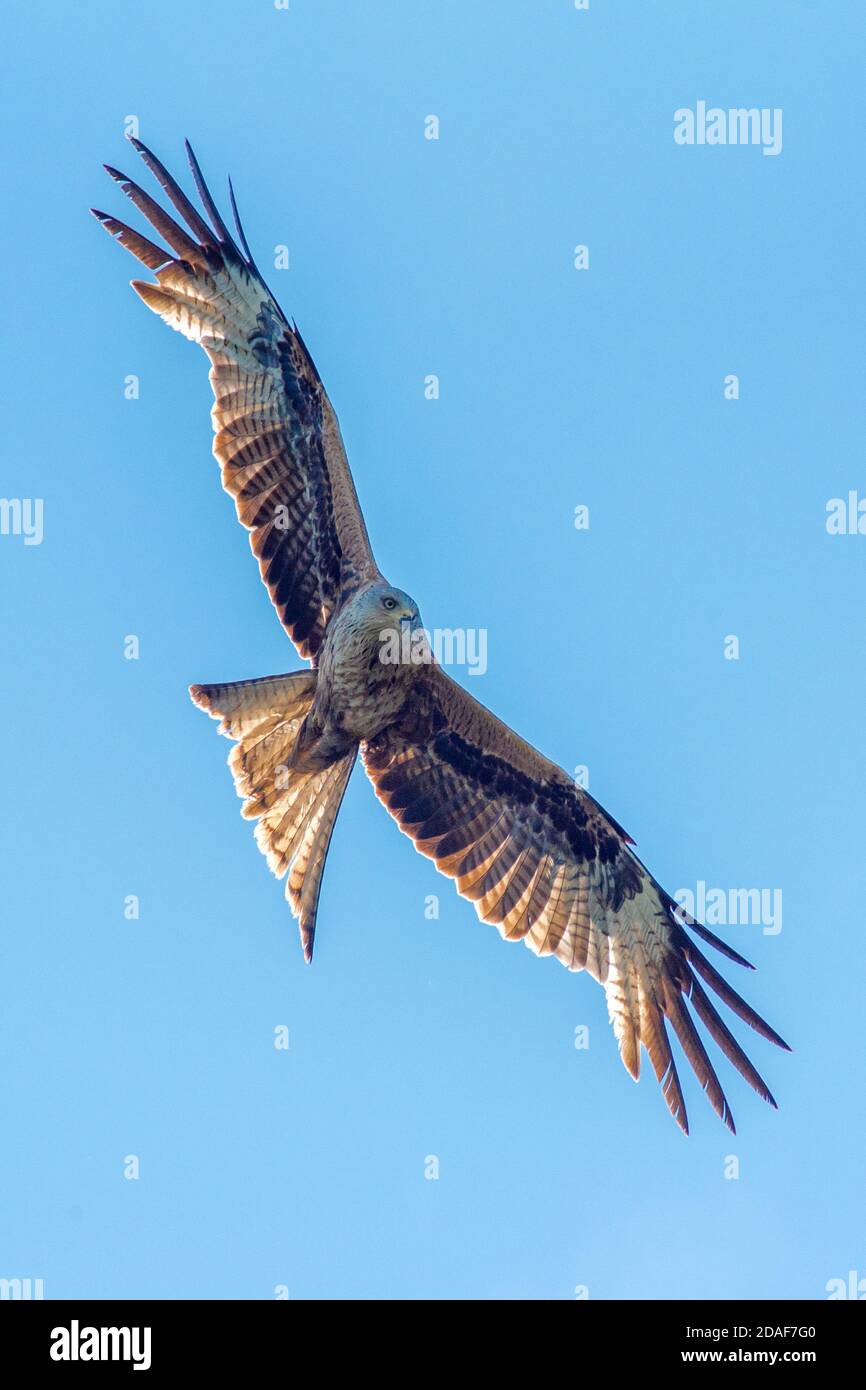 Red Kite Bird Flying - Soaring in Sky Above Southern English Country Garden Stock Photo