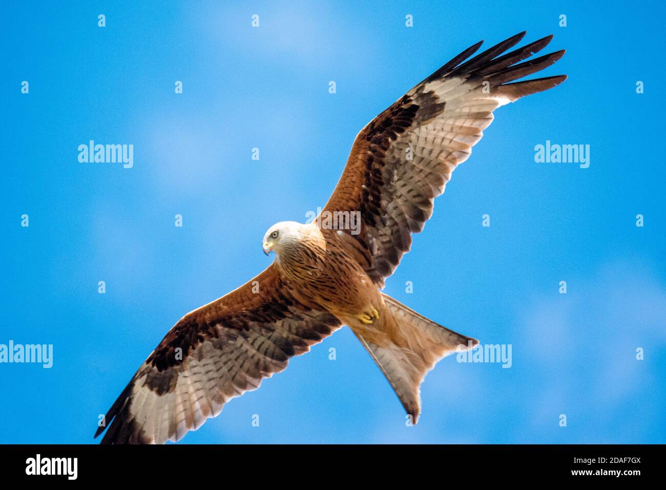 Red Kite Bird Flying Soaring in Sky Above Southern English Country