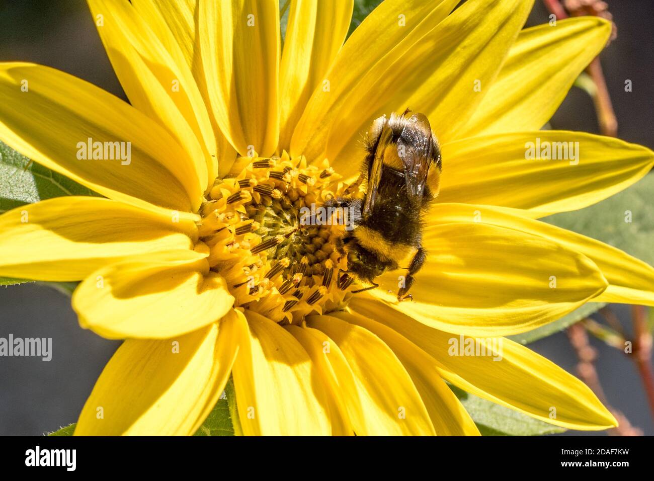 Bee Collecting Pollen / Nectar on Yellow Flower Stock Photo