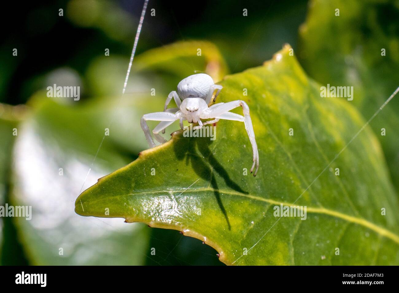 White Death Crab Spider Walking on a Green Camellia Leaf Stock Photo Alamy