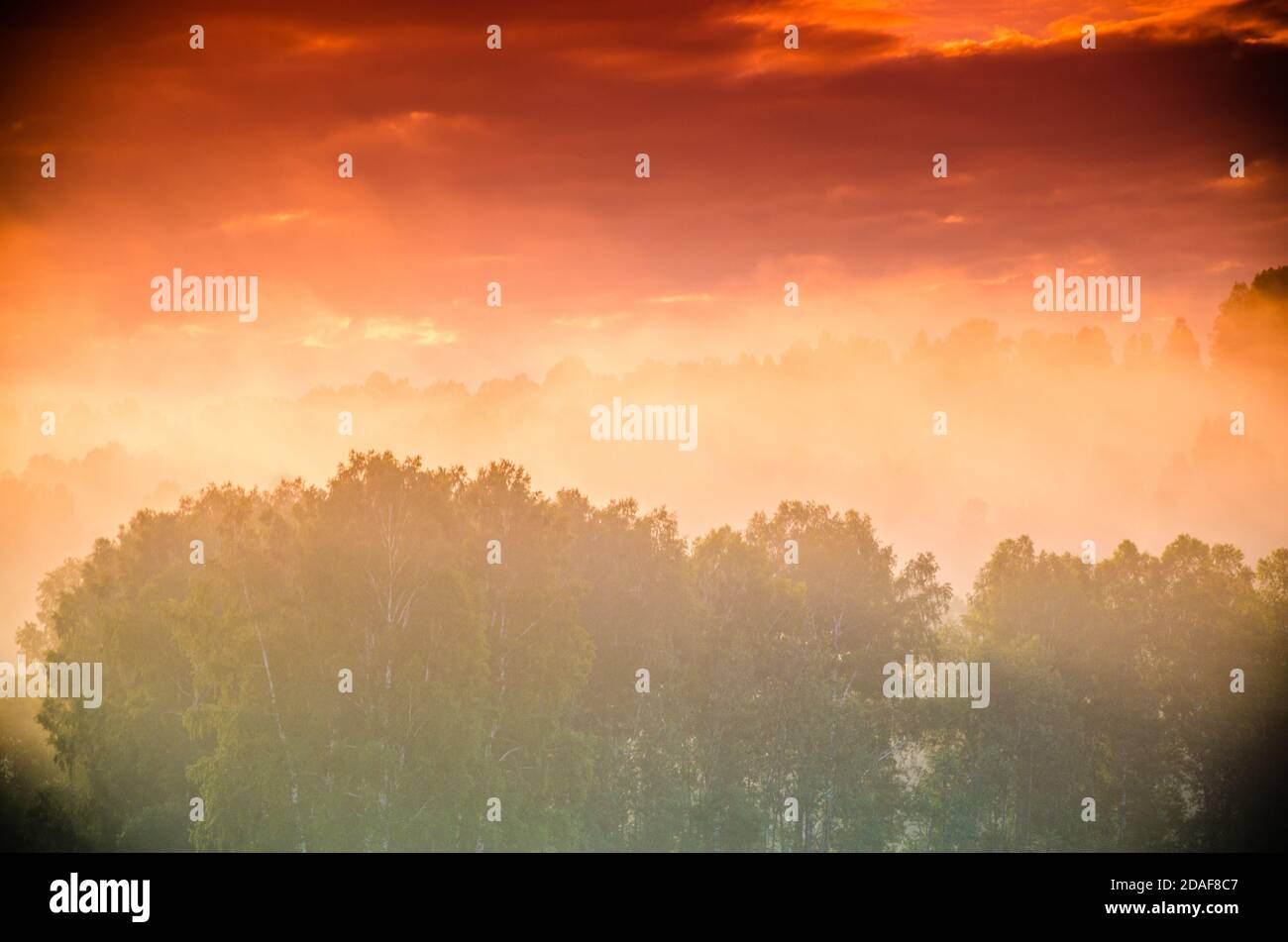 early morning. forest hiding in the fog Stock Photo - Alamy