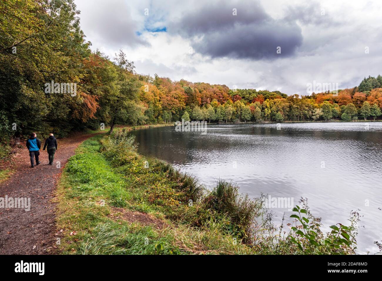 The Holzmaar lake in the Vulkaneifel almost completely surrounded by dense forest Stock Photo