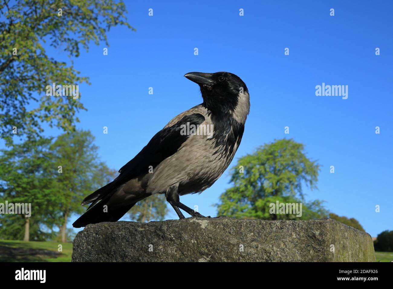 Hooded Crow, Corvus cornix, male, standing on rock on a sunny day of spring. Stock Photo