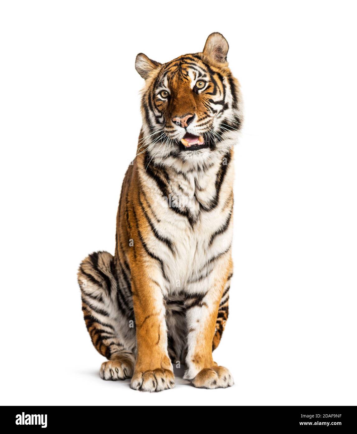 sitting and panting Tiger isolated on white Stock Photo
