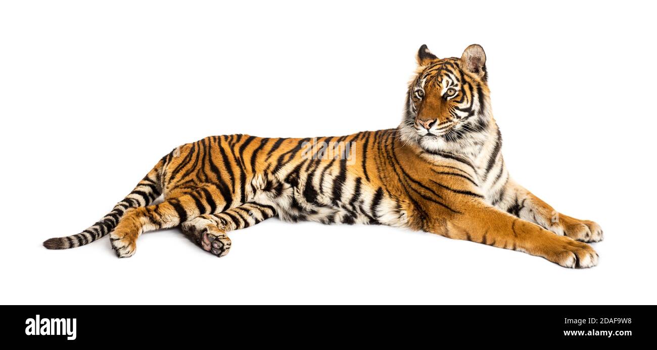 Tiger lying down isolated on white Stock Photo
