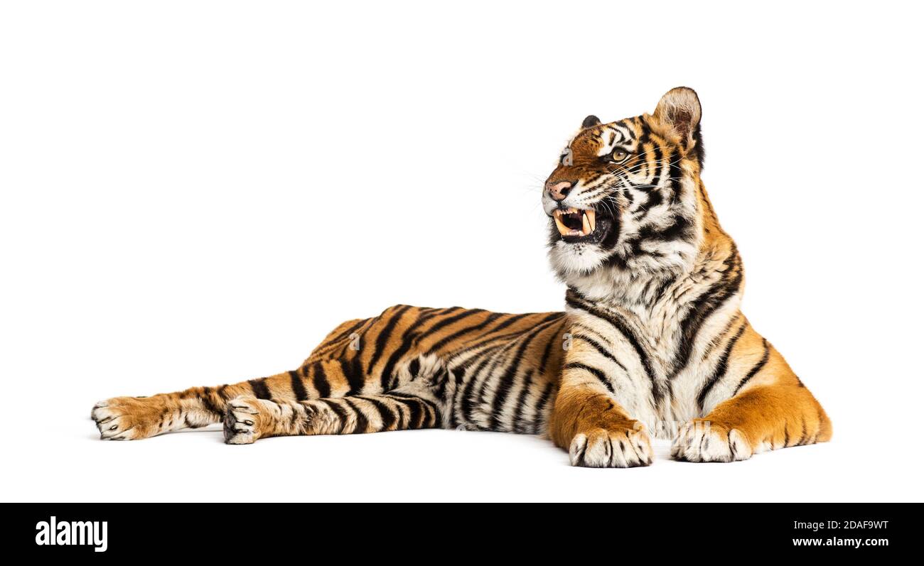 Tiger lying down showing its teeth, isolated on white Stock Photo