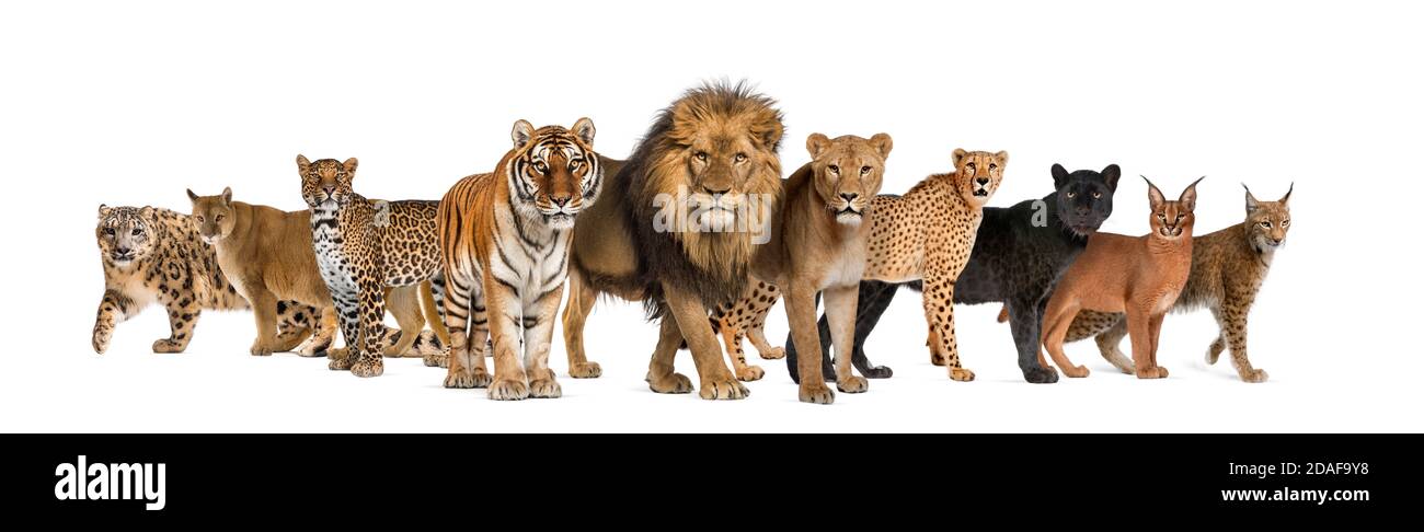 species of big cats