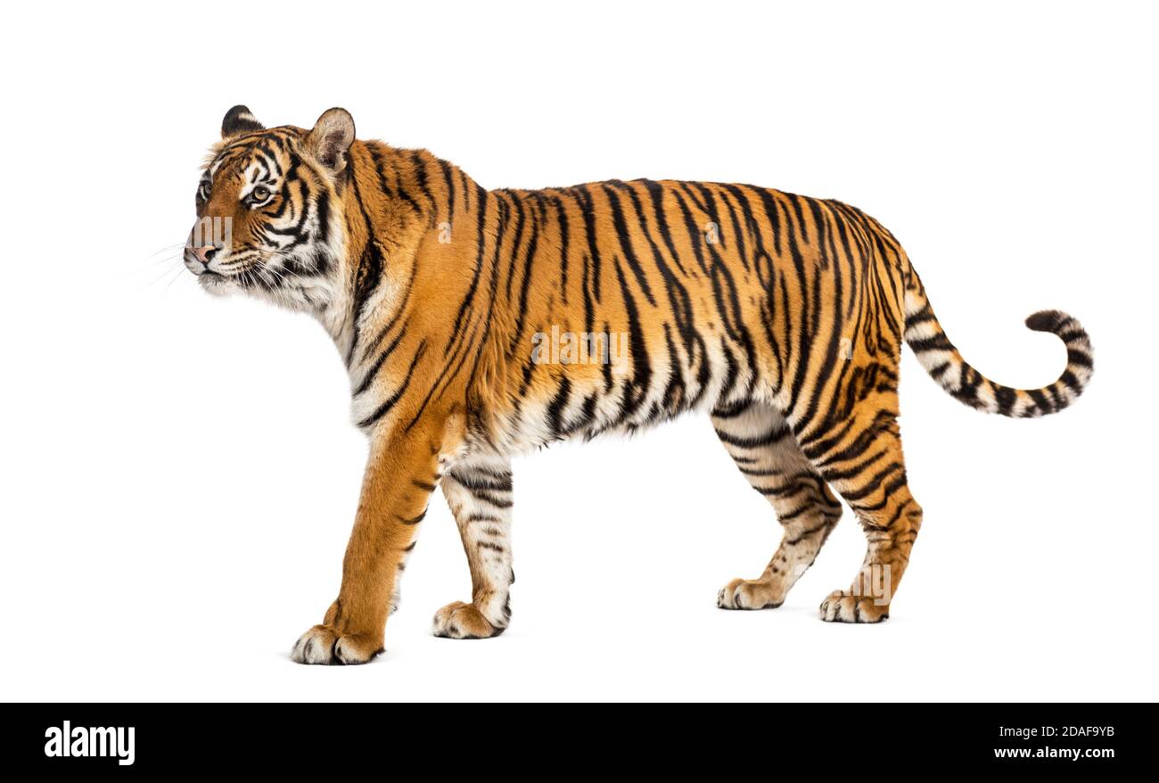 Side view of a Tiger walking away, isolated on white Stock Photo