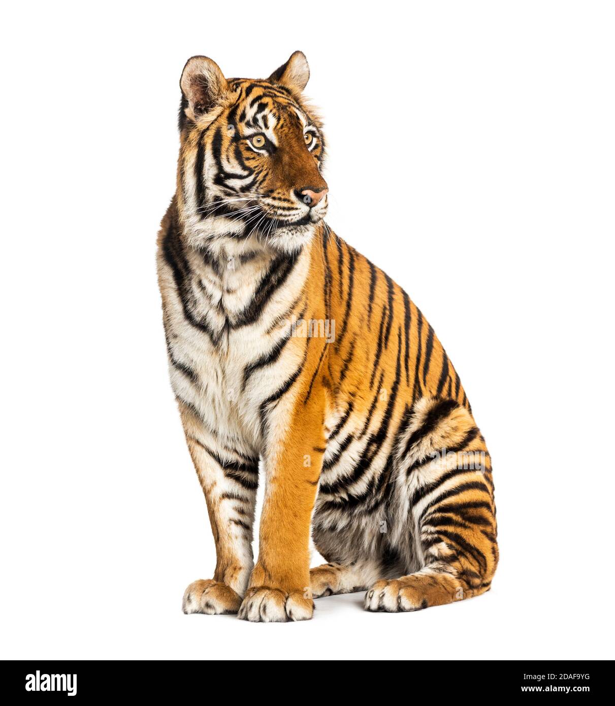 Tiger sitting isolated on white Stock Photo