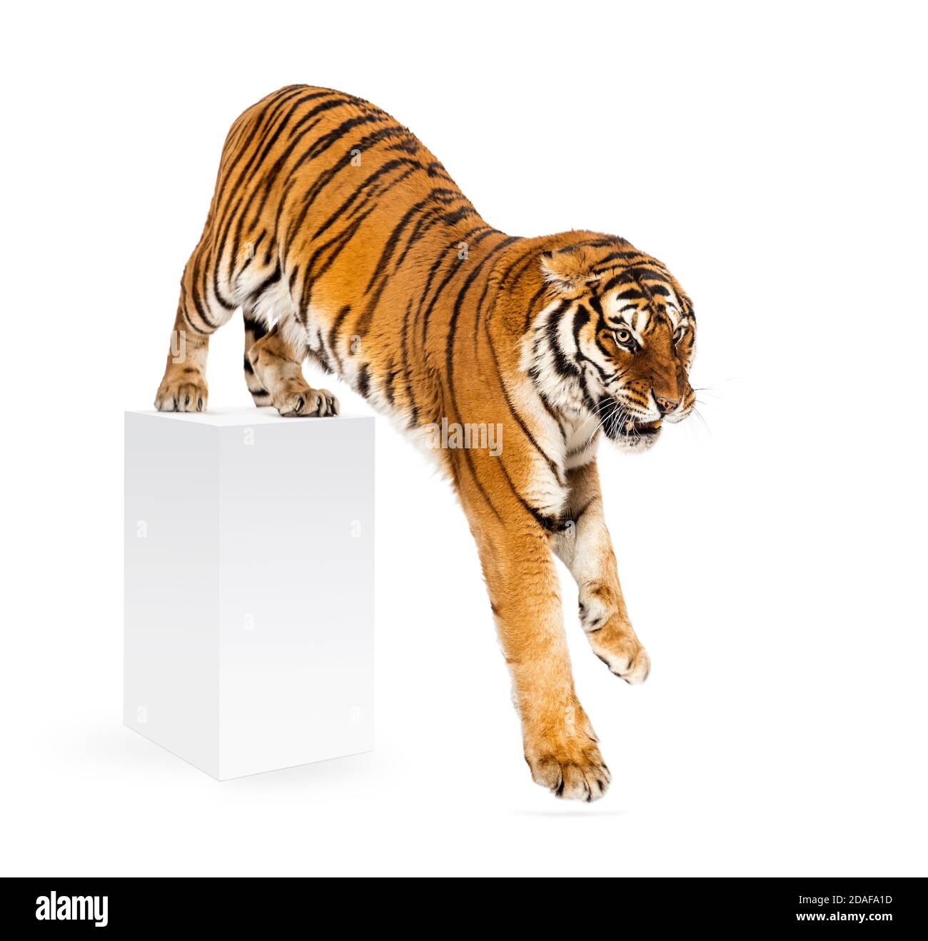 Tiger getting down a white box, isolated on white Stock Photo