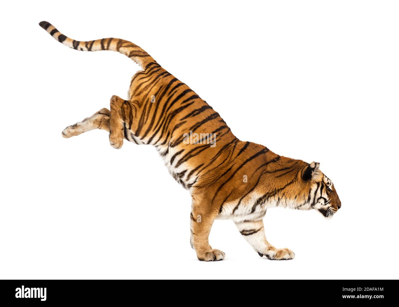 Tiger getting down a white box, isolated on white Stock Photo