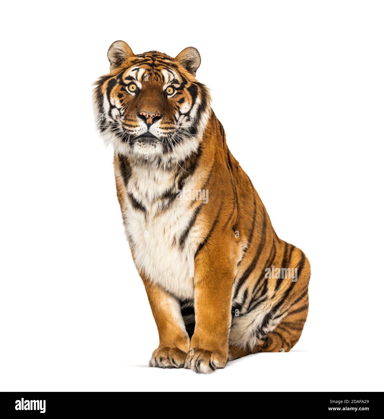 Tiger sitting staring at he camera, isolated on white Stock Photo